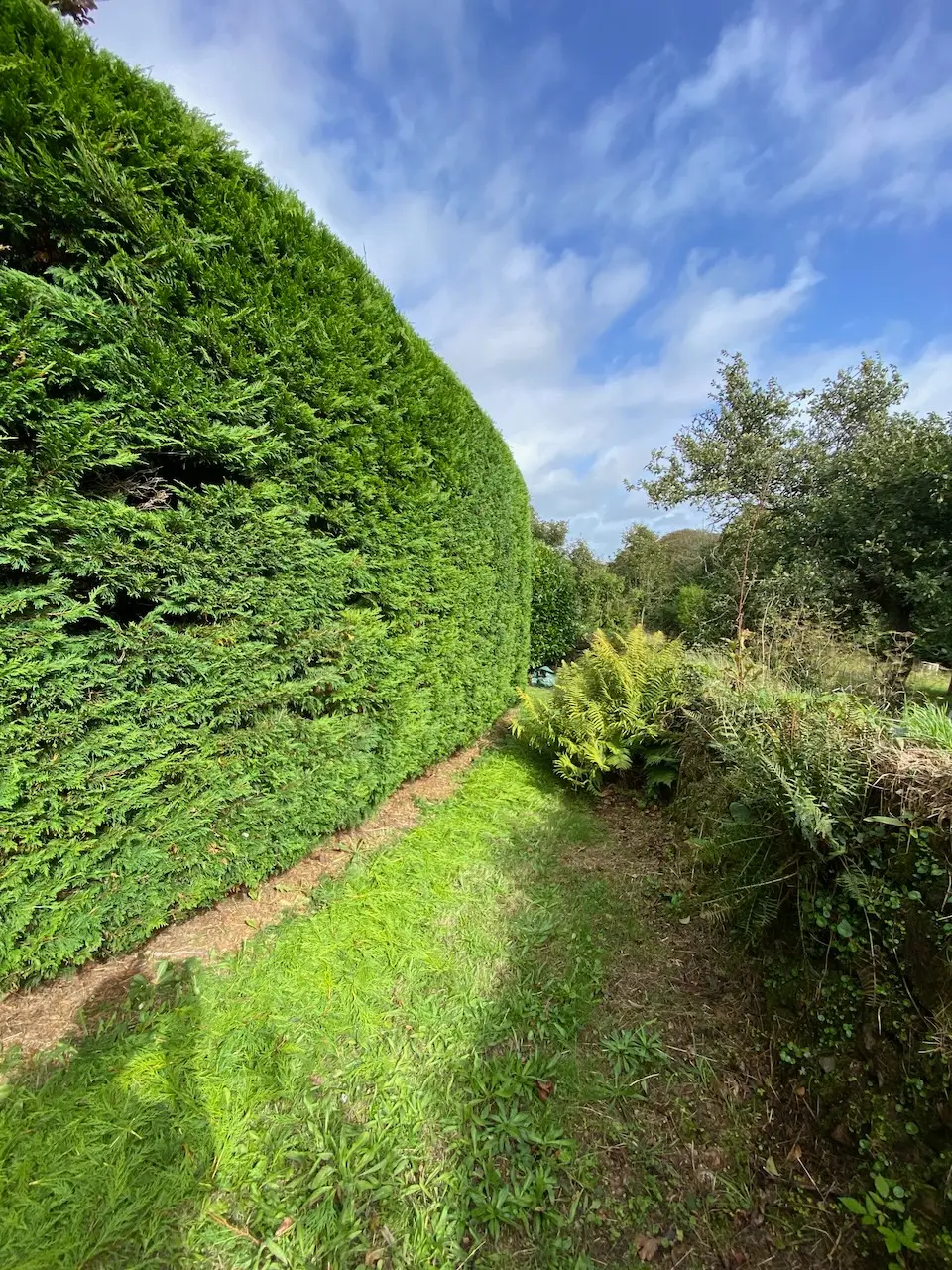 Well-kept garden with freshly trimmed hedges and a neat lawn